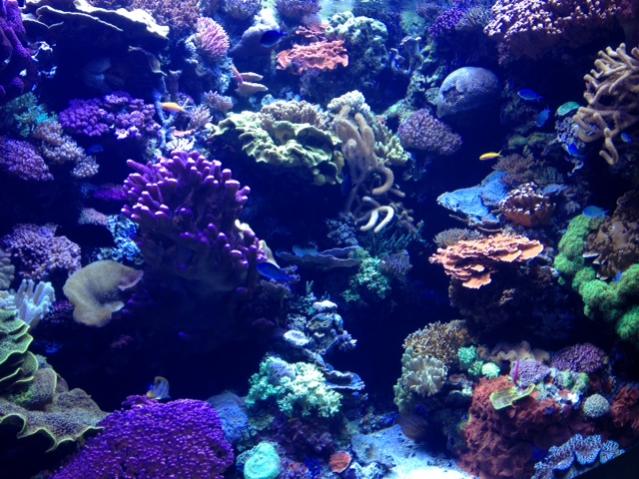 Reef Whole.jpg