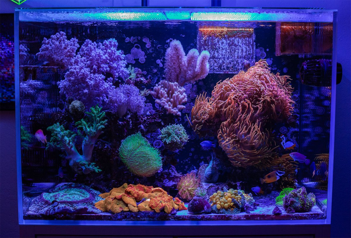 reef011625.jpg