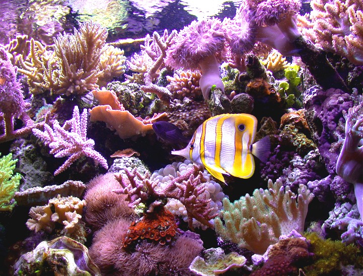 Reef05med_zps98132e90.jpg