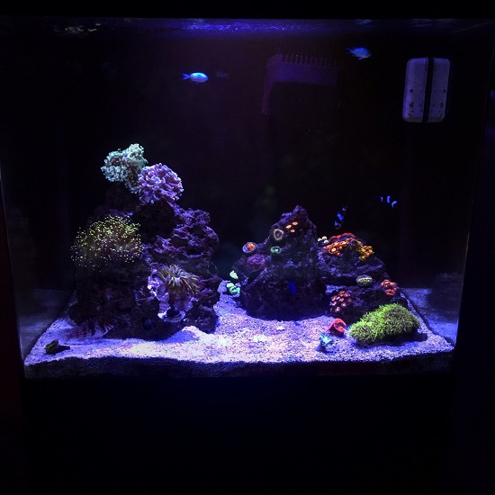 reef1.jpeg