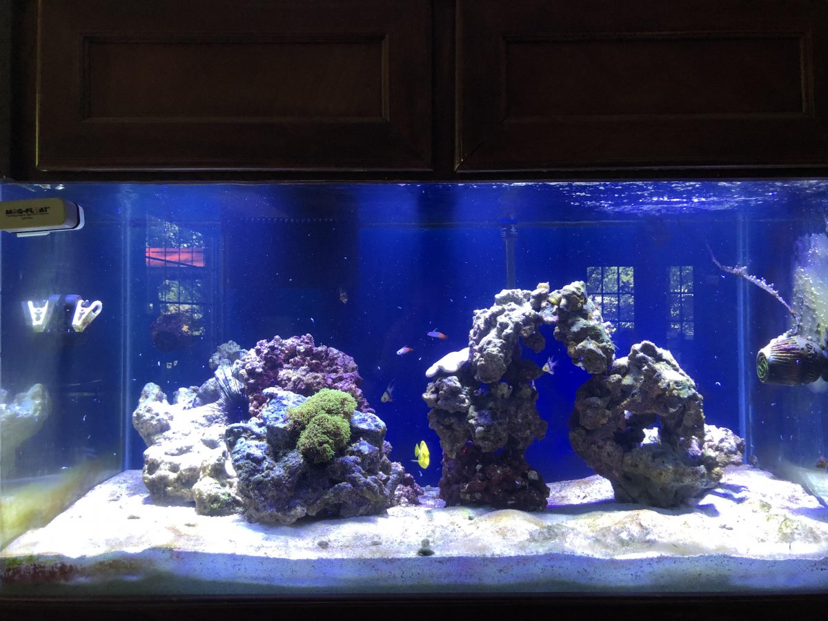 reef1.jpg