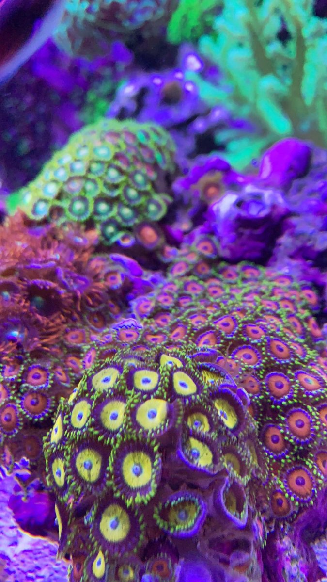 reef1.jpg