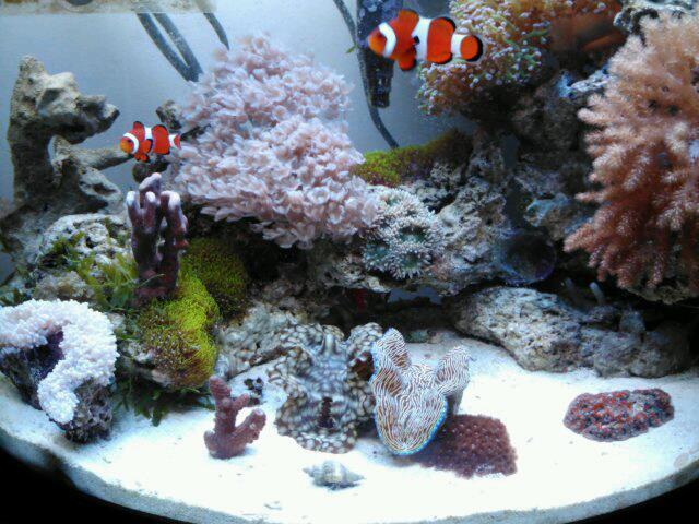 reef1.jpg