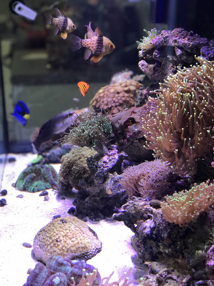 reef1.JPG