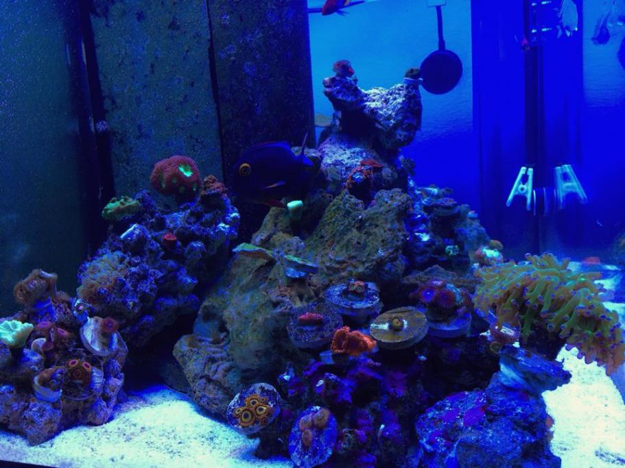 reef101.jpg