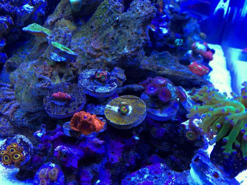 reef102.jpg