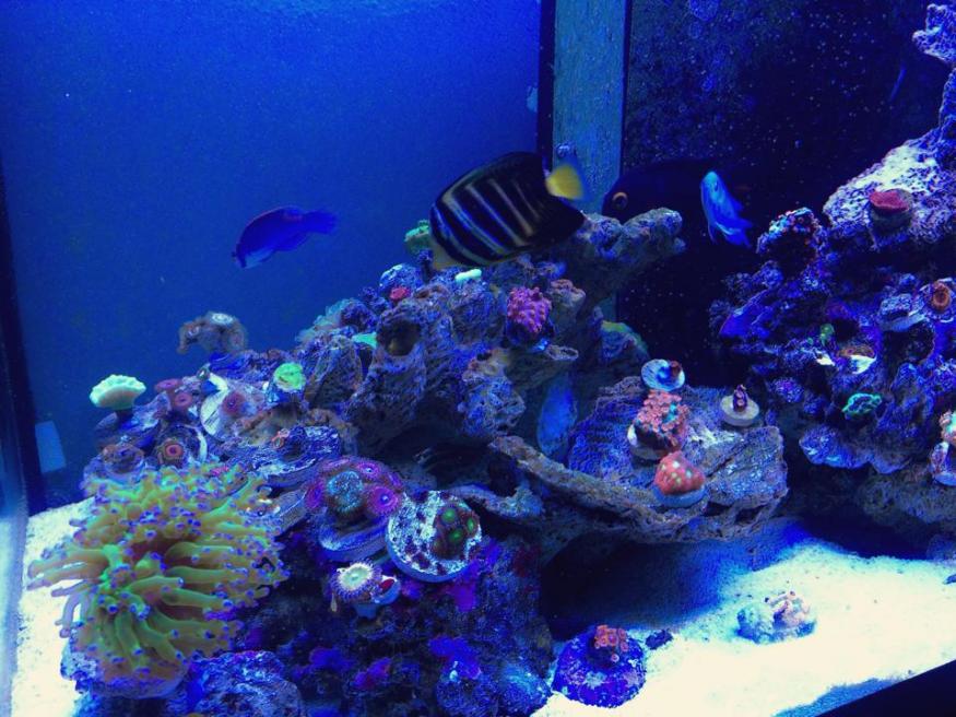 reef103.jpg