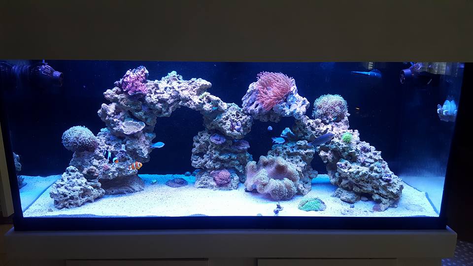reef11.jpg