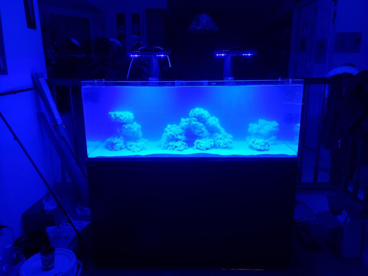reef11.jpg