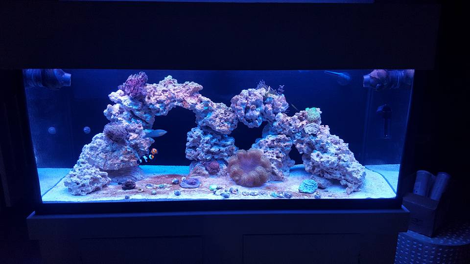 reef12.jpg