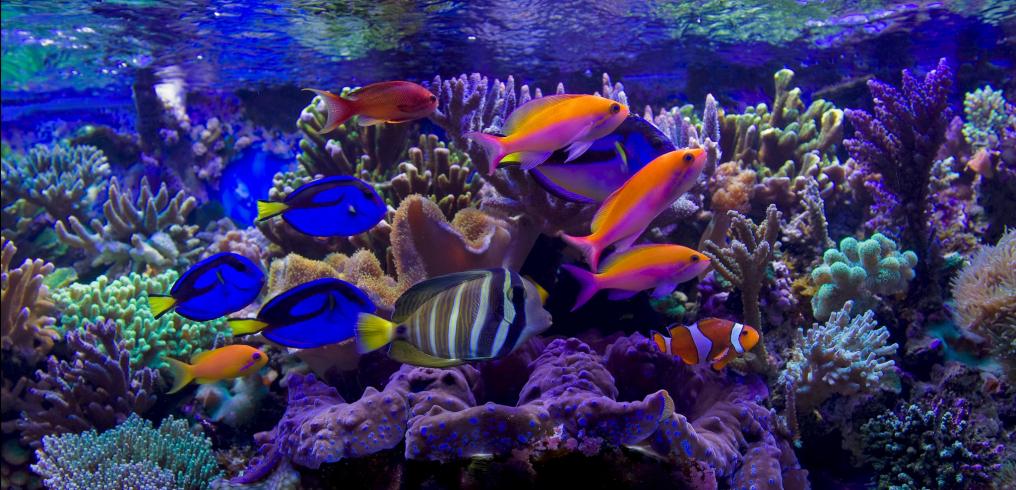reef2.jpg
