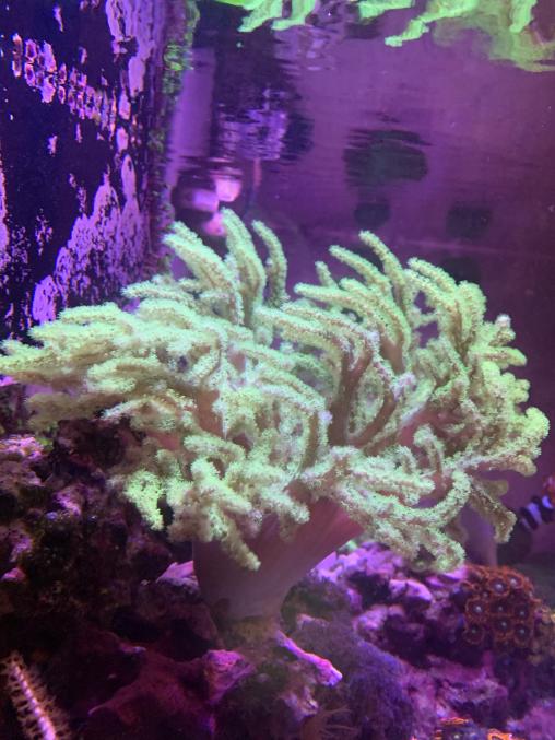reef2.jpg