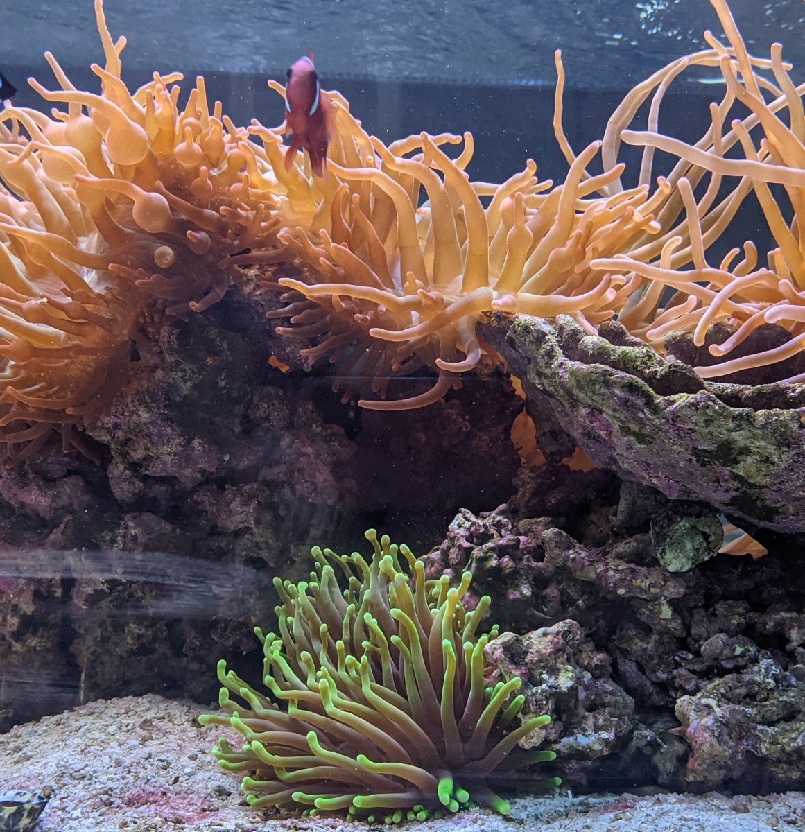 Reef2.jpg