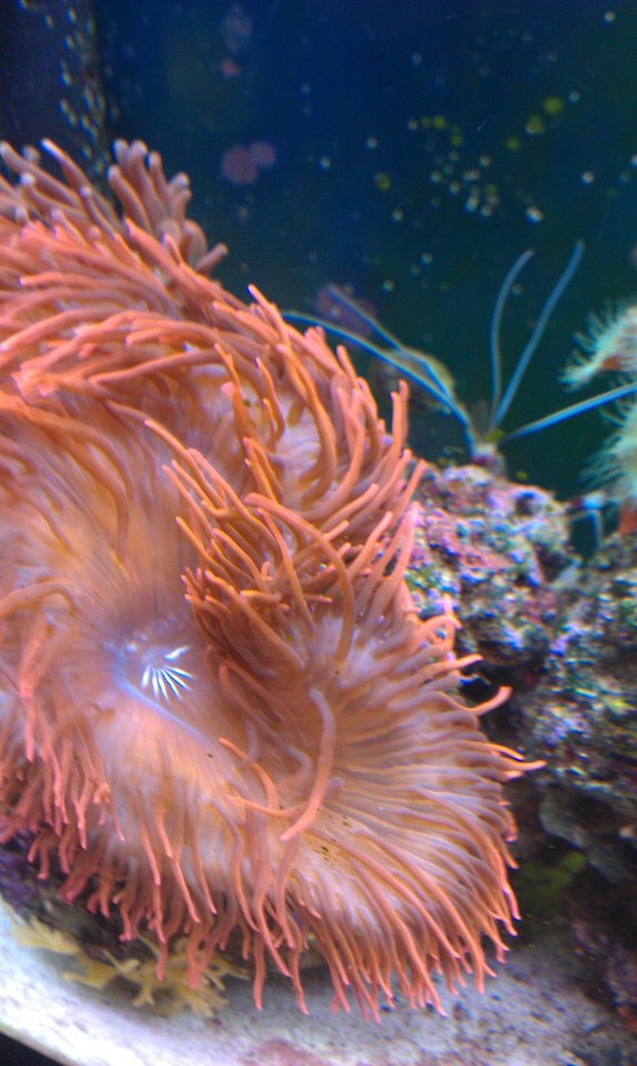 reef2.jpg