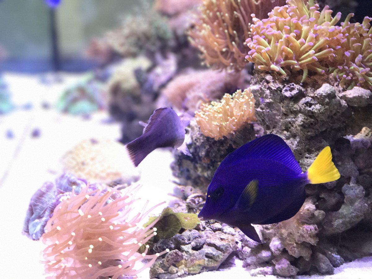 reef2.JPG