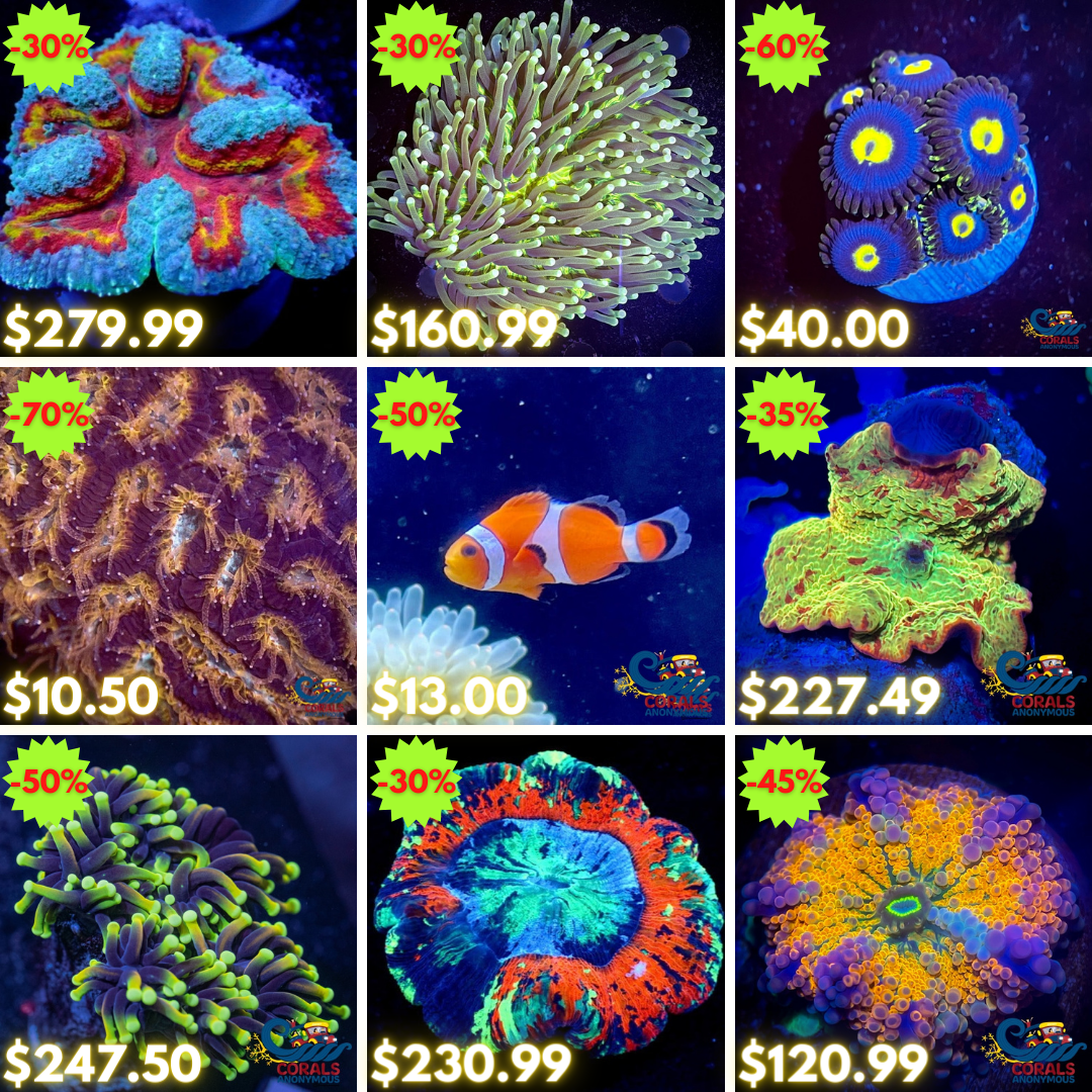 REEF2REEF COLLAGE (2).png