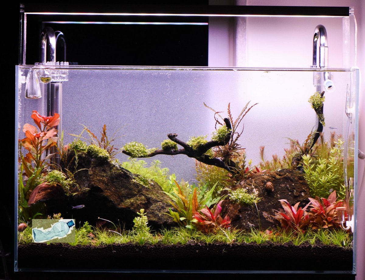Reef2Reef.jpg