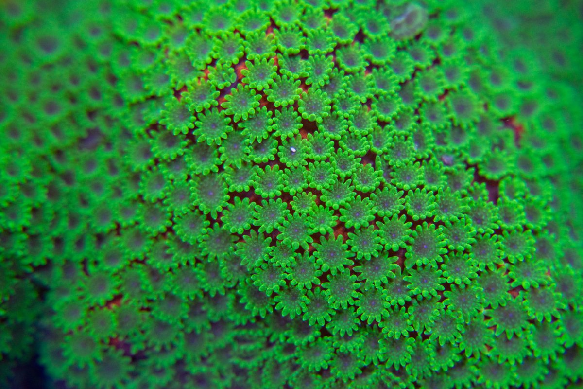 Reef2Reef.jpg