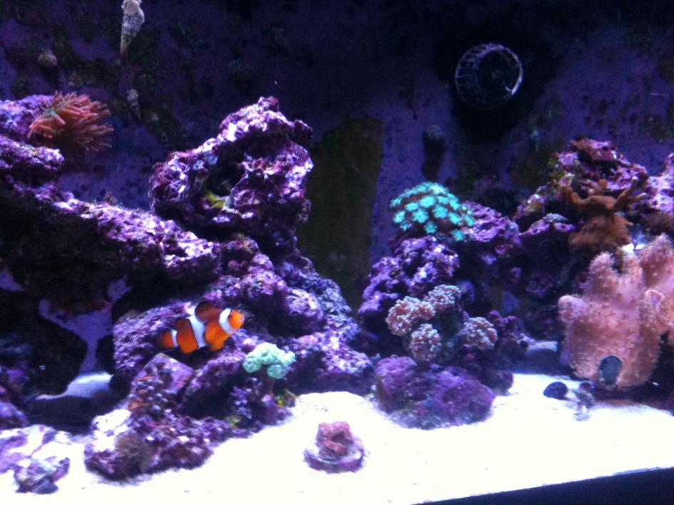 reef2reef pics 007.jpg