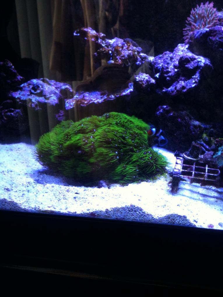 reef2reef pics 020.jpg