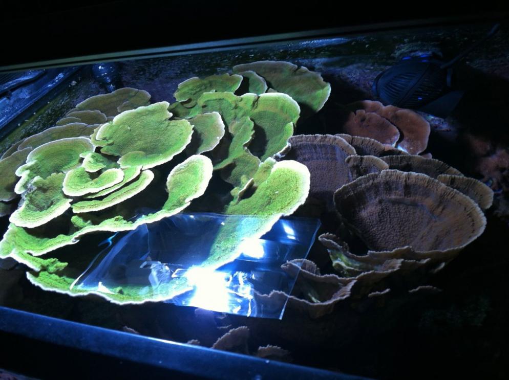 reef2reef6.jpg