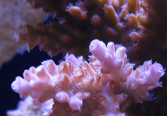 reef2reefacropora.jpg