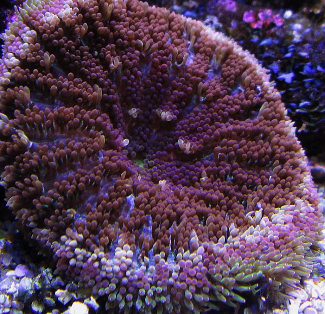 reef2reefcarpet.jpg