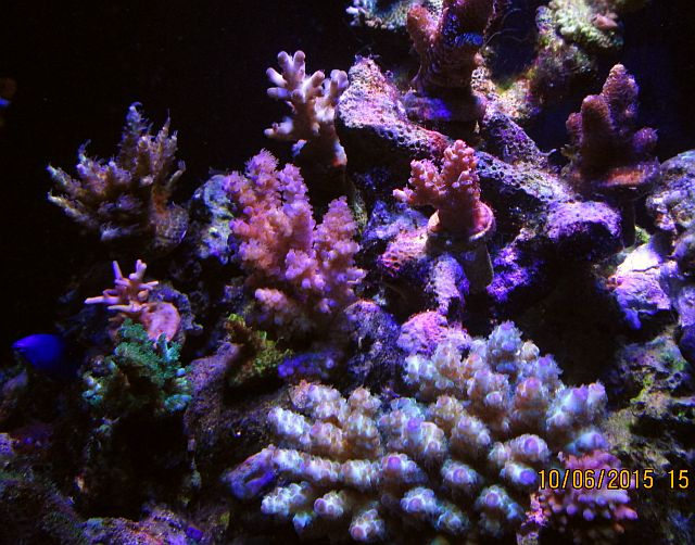 reef2reefoct6.jpg