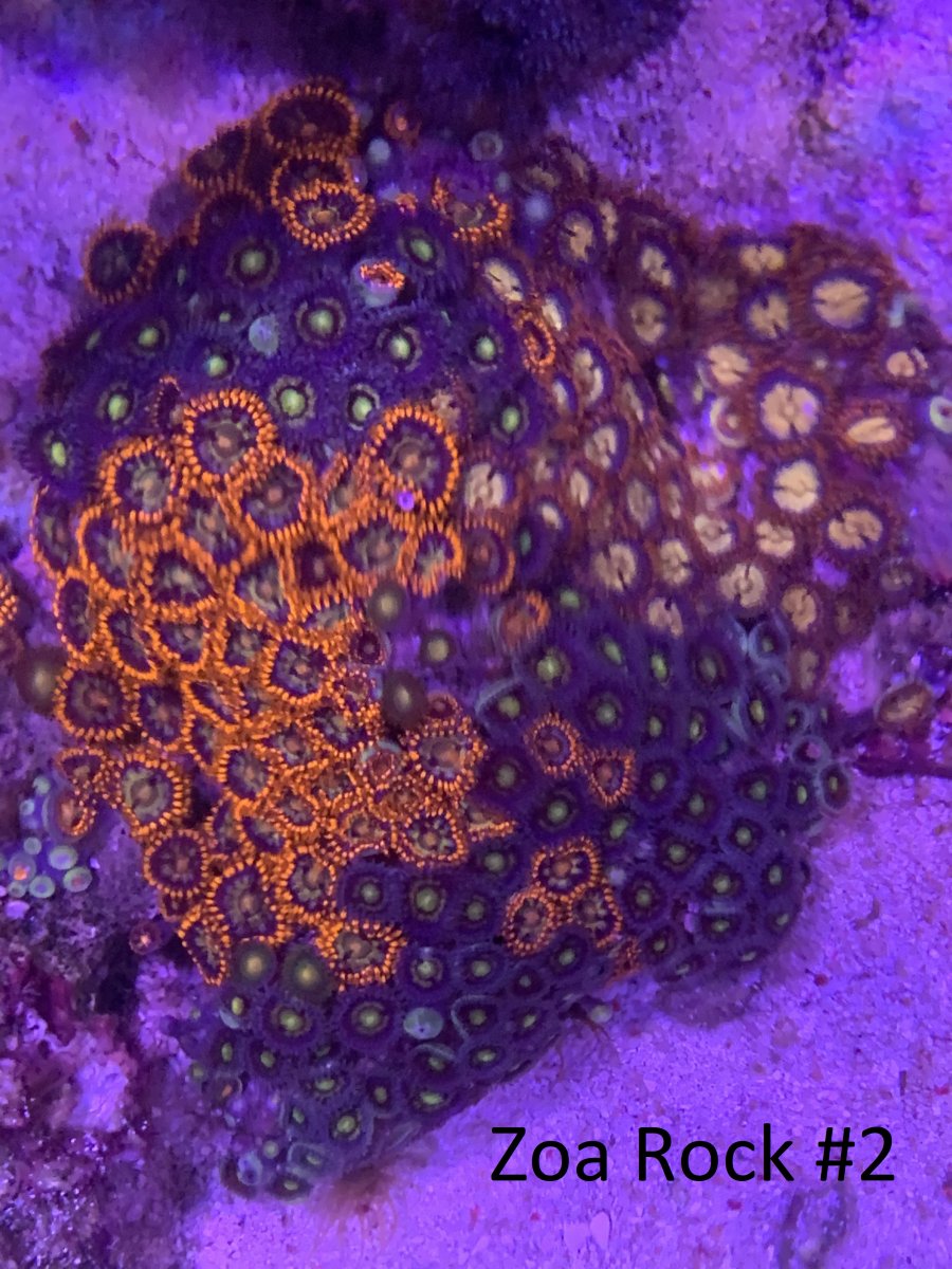 reef3.jpg