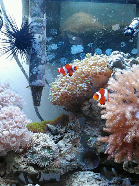 reef3.jpg