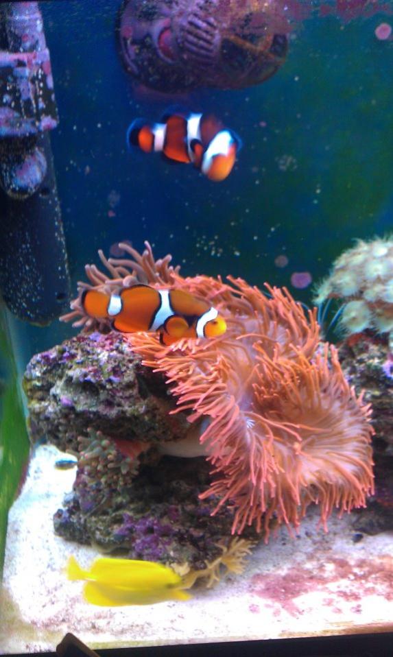 reef3.jpg