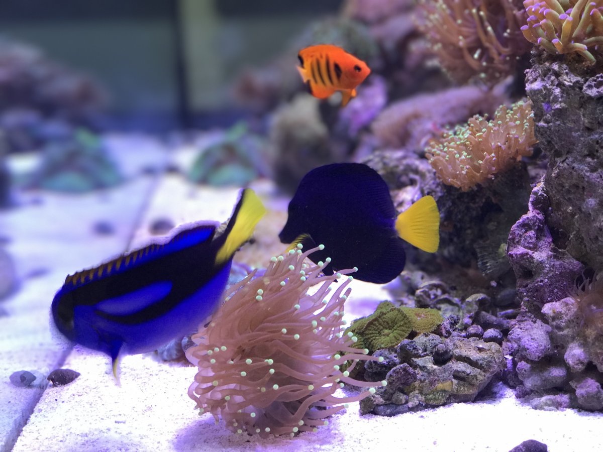 reef3.JPG