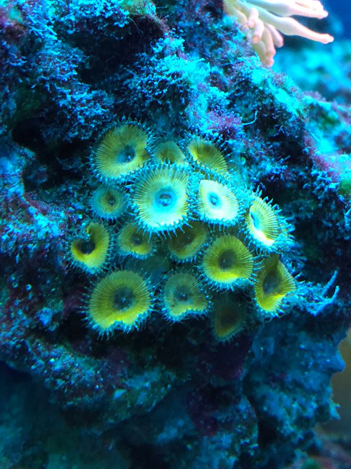 Reef3.jpg
