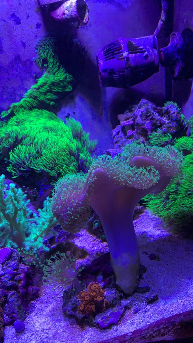 reef4.jpg