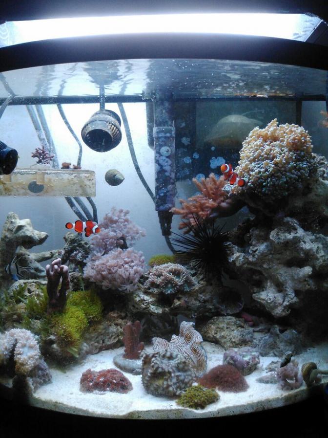 reef4.jpg