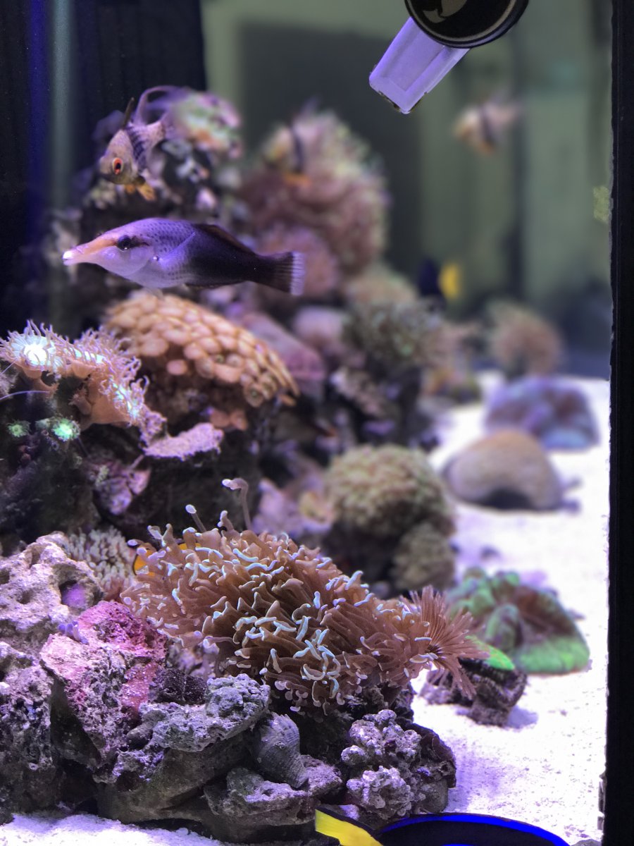 reef4.JPG