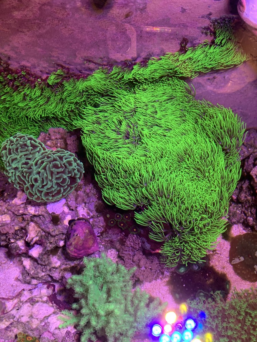 reef5.jpg