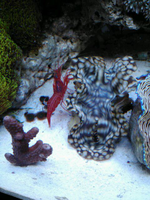 reef5.jpg