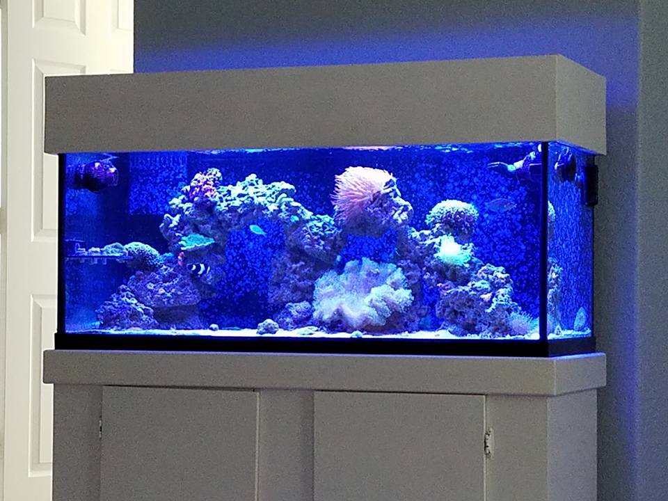 reef5.jpg