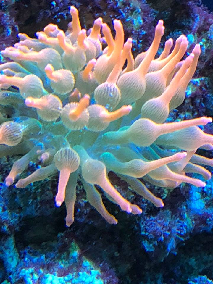 Reef5.jpg