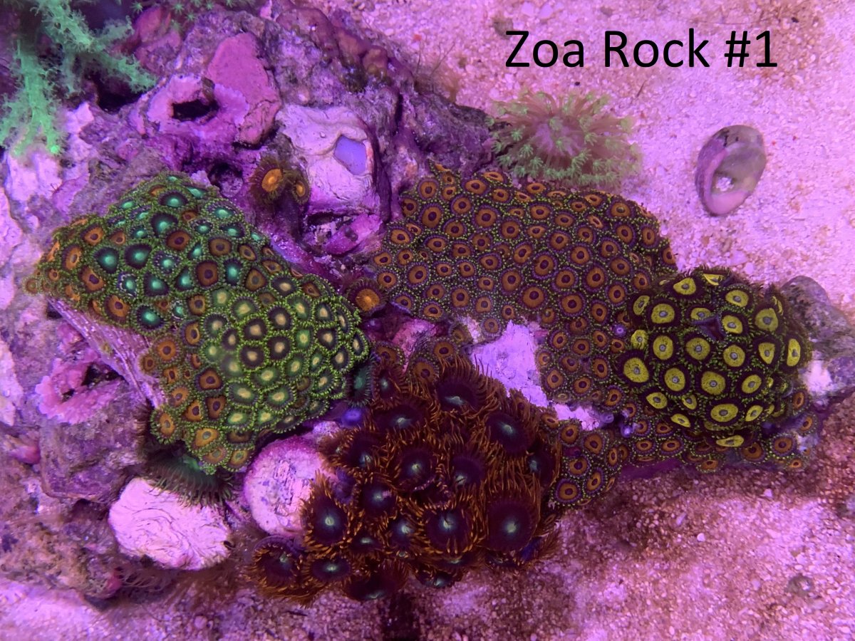 reef6.jpg