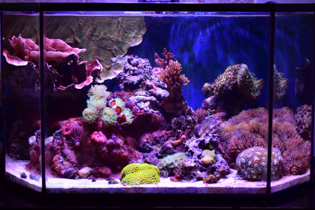 Reef61L-2022-06-14.jpg