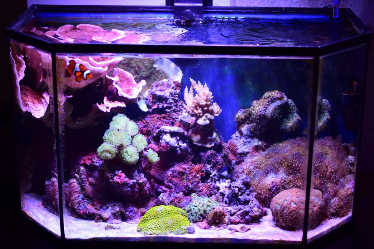 Reef61L-2023-02-26.jpg