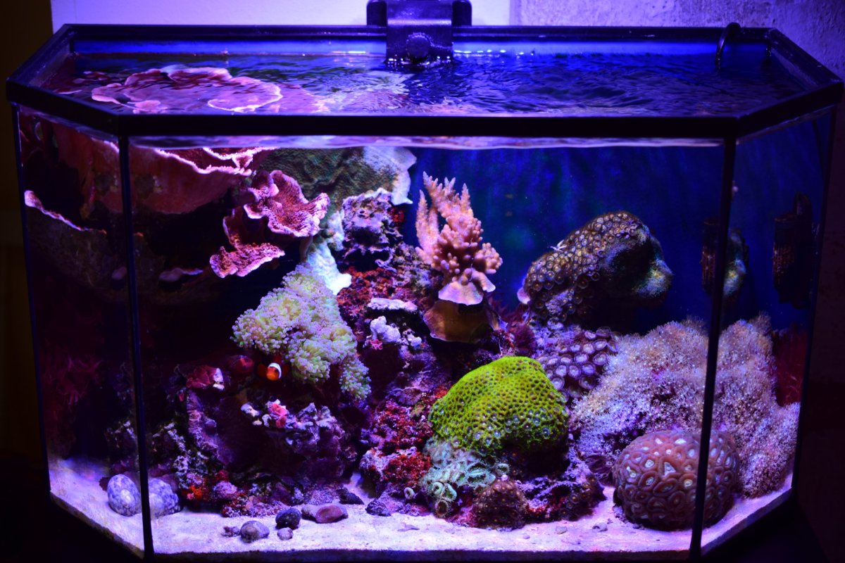 Reef61L-2023-07-15.jpg