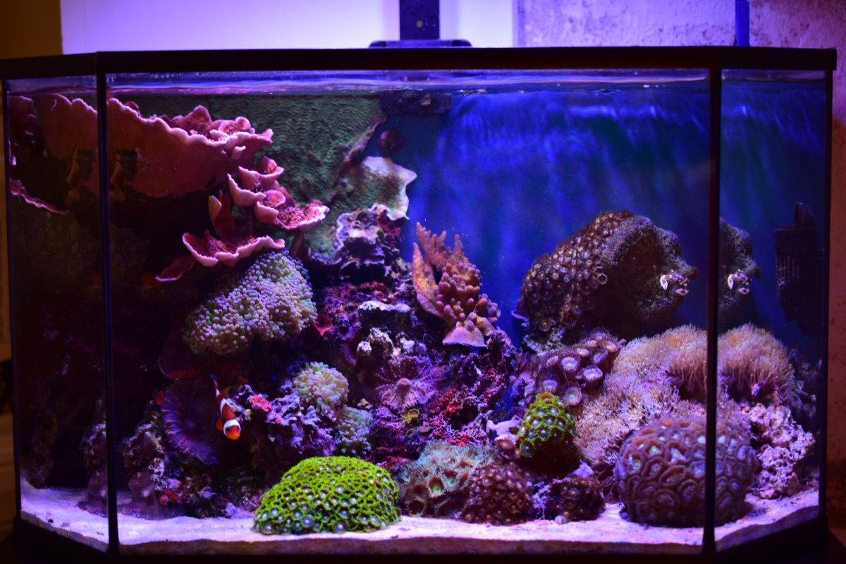 Reef61L-2023-09-05.jpg