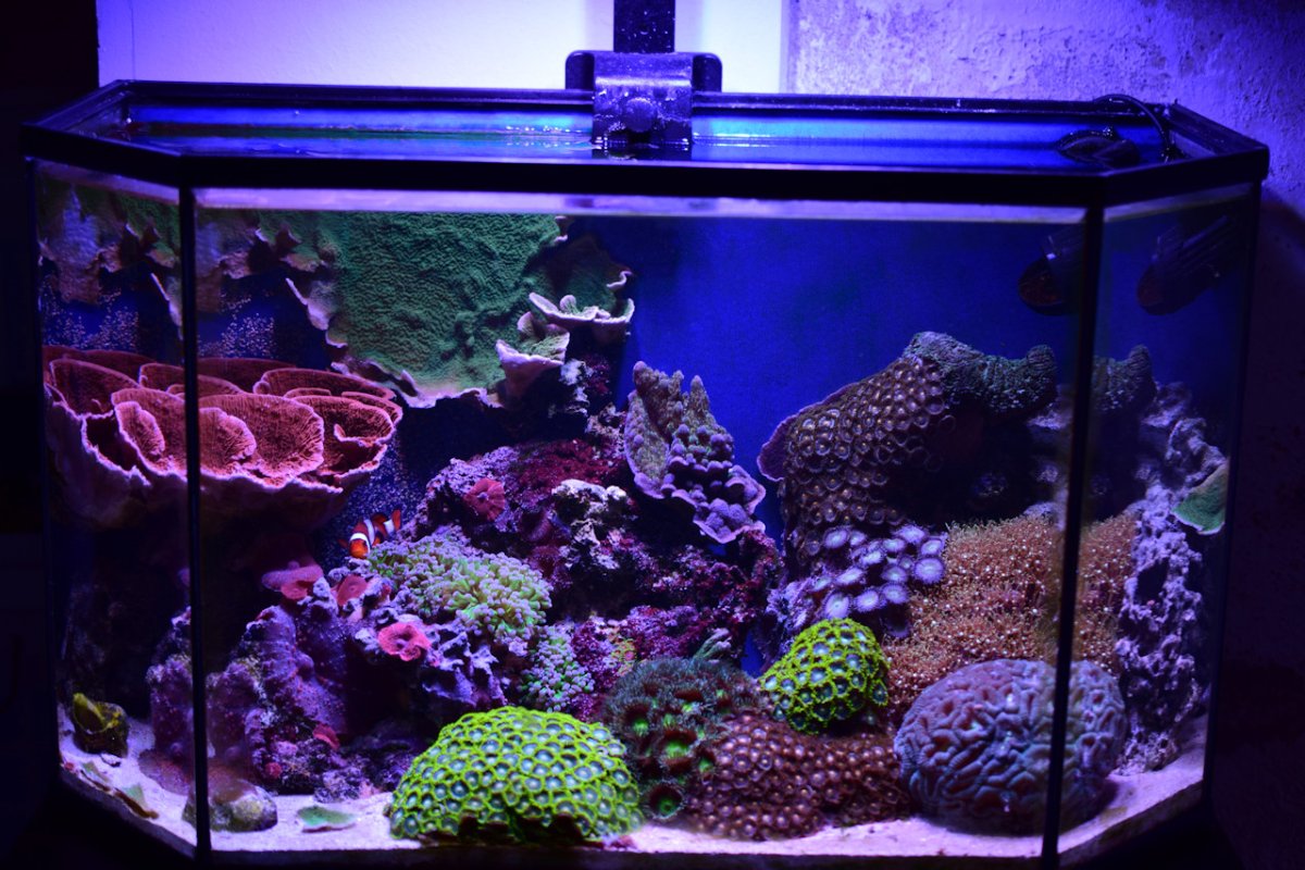 Reef61L-2023-12-22.jpg
