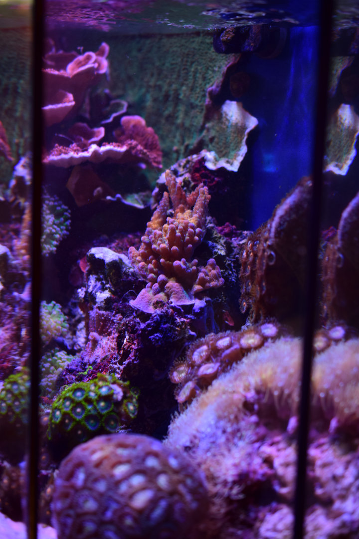Reef61LCornerView.jpg