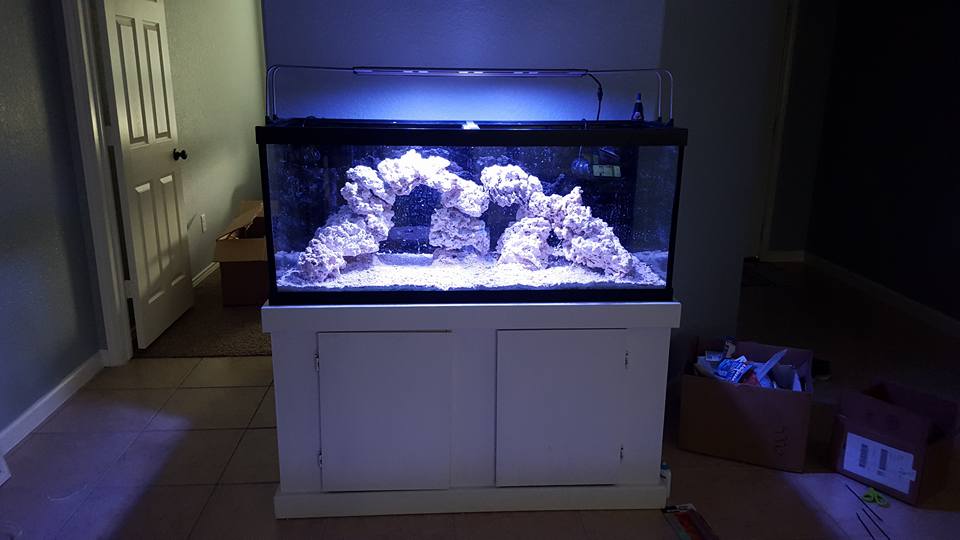 reef8.jpg