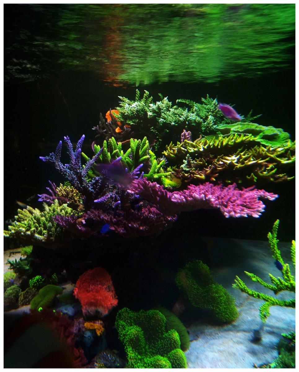 REEF OF THE MONTH - July 2023: Alex Costa's Amazing Rebirth