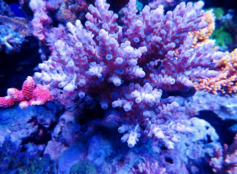 reef_exotic_rainbow.jpg
